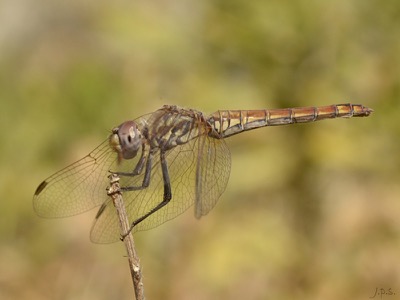 Trithemis kirbyi hembra en estado joven por Juan Pedro Serrano León
