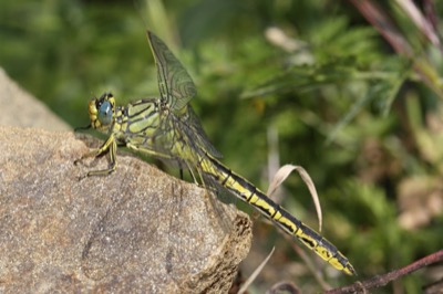 Gomphus pulchellus en estado por Angel Martín Ojeda