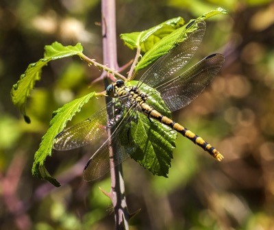 Onychogomphus forcipatus hembra en estado por Diego Rodríguez Martínez