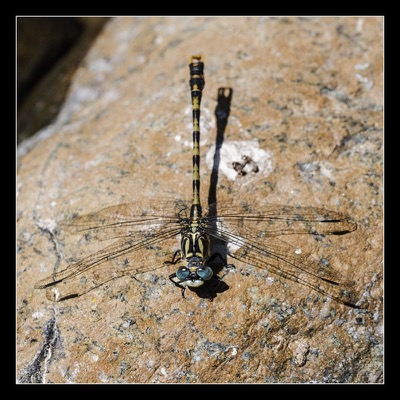 Onychogomphus uncatus macho en estado por Diego Rodríguez Martínez