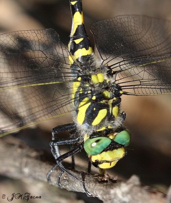 Cordulegaster boltonii macho en estado por Jose Manuel Gaona