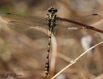 Onychogomphus uncatus macho en estado por Jose Manuel Gaona