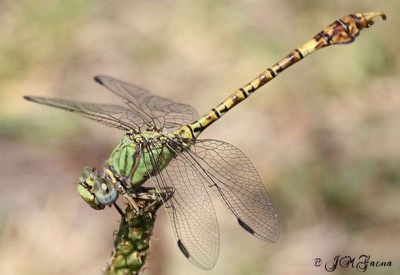 Paragomphus genei macho en estado por Jose Manuel Gaona