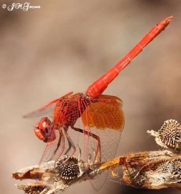 Trithemis kirbyi macho en estado por Jose Manuel Gaona