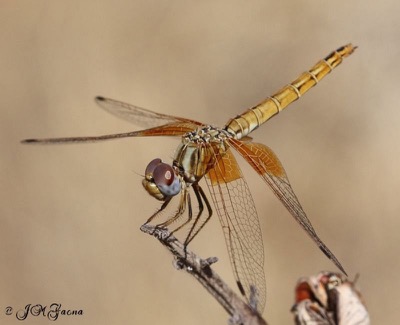 Trithemis kirbyi hembra en estado por Jose Manuel Gaona