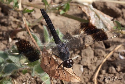 Brachythemis impartita macho en estado por Jose Manuel Gaona