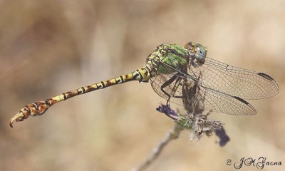 Paragomphus genei hembra en estado por Jose Manuel Gaona