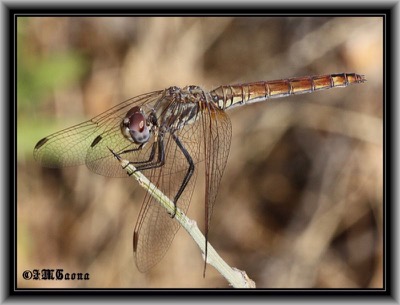 Trithemis kirbyi hembra en estado joven por Jose Manuel Gaona