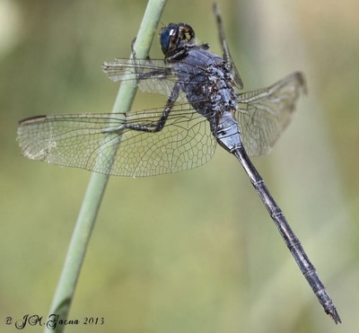 Orthetrum trinacria macho en estado por Jose Manuel Gaona