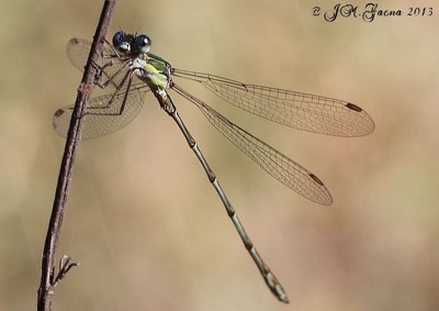 Lestes viridis macho en estado por Jose Manuel Gaona
