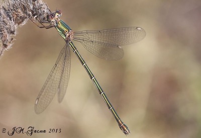 Lestes viridis macho en estado por Jose Manuel Gaona