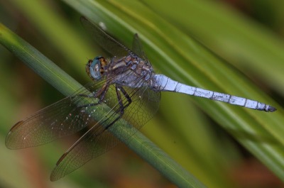 Orthetrum coerulescens macho en estado por Jose Manuel Gaona