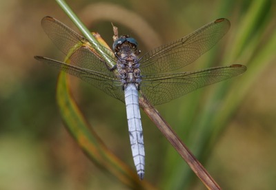 Orthetrum coerulescens macho en estado por Jose Manuel Gaona