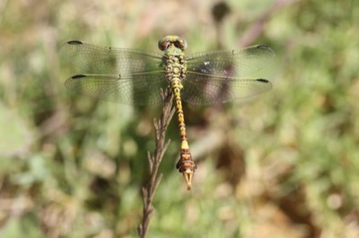 Paragomphus genei macho en estado por Jose Manuel Gaona