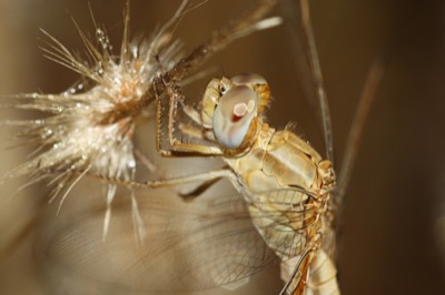 Crocothemis erythraea hembra en estado por Angel Martín Ojeda