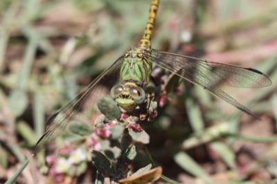 Paragomphus genei macho en estado por Jose Manuel Gaona