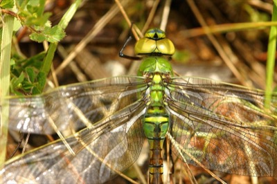 Anax imperator hembra en estado por Ferran Pestaña Rodríguez