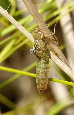Anax imperator exuvia en estado por Ferran Pestaña Rodríguez