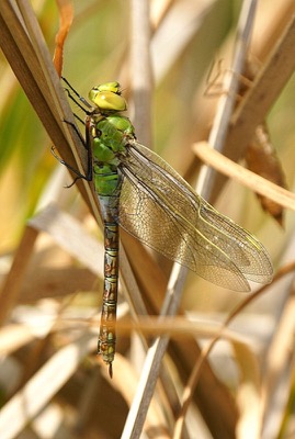 Anax imperator hembra en estado por Ferran Pestaña Rodríguez