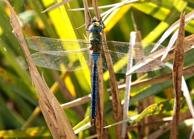 Anax imperator hembra en estado por Ferran Pestaña Rodríguez