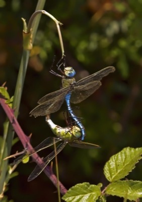 Anax imperator copula en estado por Ferran Pestaña Rodríguez