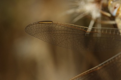 Crocothemis erythraea hembra en estado por Angel Martín Ojeda
