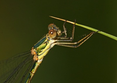Lestes viridis hembra en estado por Ferran Pestaña Rodríguez