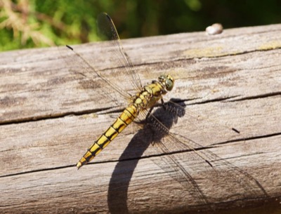 Orthetrum cancellatum hembra en estado por Ferran Pestaña Rodríguez