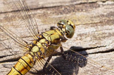 Orthetrum cancellatum hembra en estado por Ferran Pestaña Rodríguez