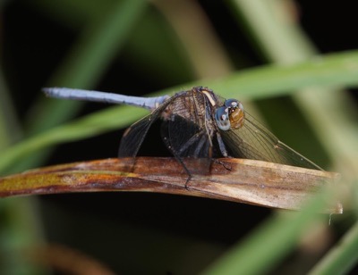 Orthetrum coerulescens macho en estado por Ferran Pestaña Rodríguez