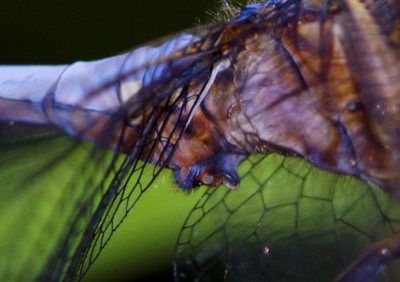 Orthetrum coerulescens macho en estado por Ferran Pestaña Rodríguez