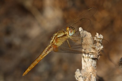 Crocothemis erythraea macho en estado inmaduro por Angel Martín Ojeda