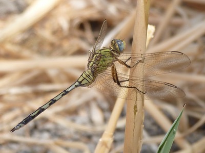 Orthetrum trinacria hembra en estado por Isaac Cenizo Ramos