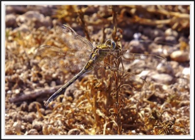 Orthetrum trinacria hembra en estado por Ferran Pestaña Rodríguez