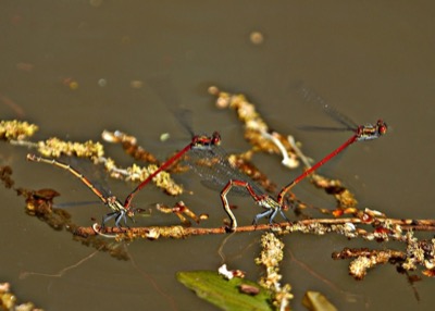 Pyrrhosoma nymphula copula en estado por Ferran Pesta馻 Rodr韌uez