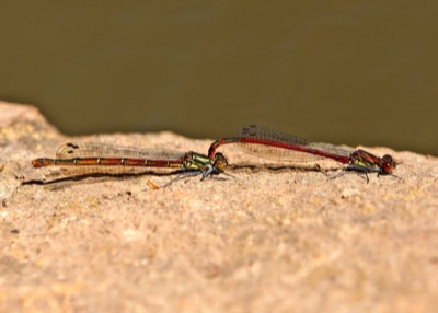 Pyrrhosoma nymphula copula en estado por Ferran Pesta馻 Rodr韌uez