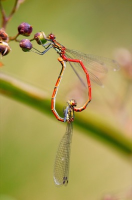 Pyrrhosoma nymphula copula en estado por Ferran Pesta馻 Rodr韌uez