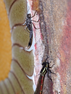Pyrrhosoma nymphula exuvia en estado por Ferran Pesta馻 Rodr韌uez