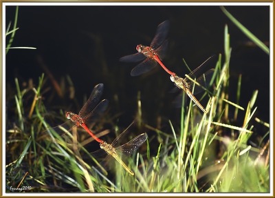 Sympetrum striolatum copula en estado por Ferran Pestaña Rodríguez