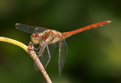 Sympetrum striolatum macho en estado por Ferran Pestaña Rodríguez