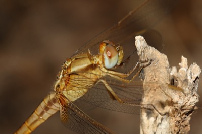 Crocothemis erythraea macho en estado inmaduro por Angel Martín Ojeda