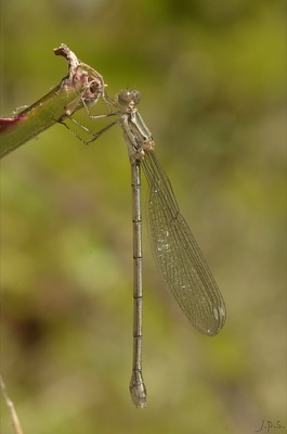 Lestes virens hembra en estado por Juan Pedro Serrano León