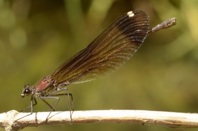 Calopteryx haemorrhoidalis hembra en estado por Juan Pedro Serrano León