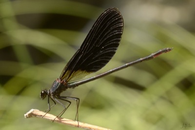 Calopteryx haemorrhoidalis macho en estado por Juan Pedro Serrano León