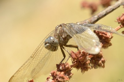 Orthetrum brunneum hembra en estado por Juan Pedro Serrano León