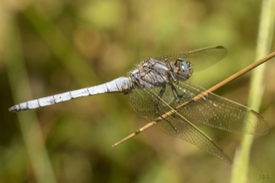 Orthetrum coerulescens macho en estado por Juan Pedro Serrano León