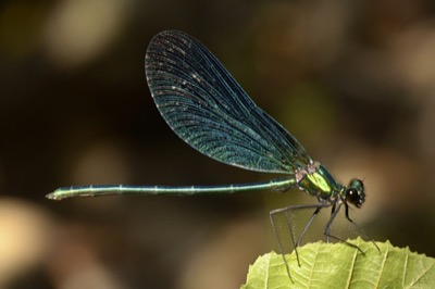 Calopteryx virgo macho en estado por Juan Pedro Serrano León