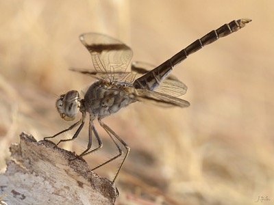 Brachythemis impartita macho en estado joven por Juan Pedro Serrano León