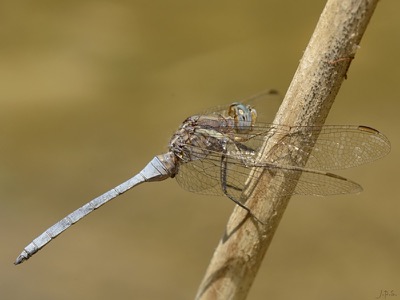 Orthetrum chrysostigma macho en estado por Juan Pedro Serrano León