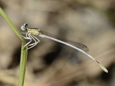 Platycnemis latipes macho en estado por Juan Pedro Serrano León